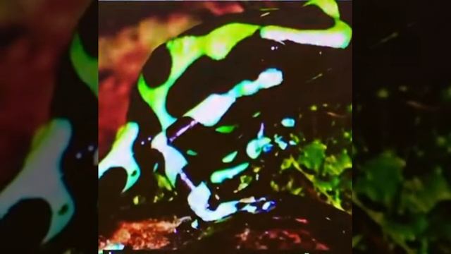 Лягушка-древолаз смотреть онлайн