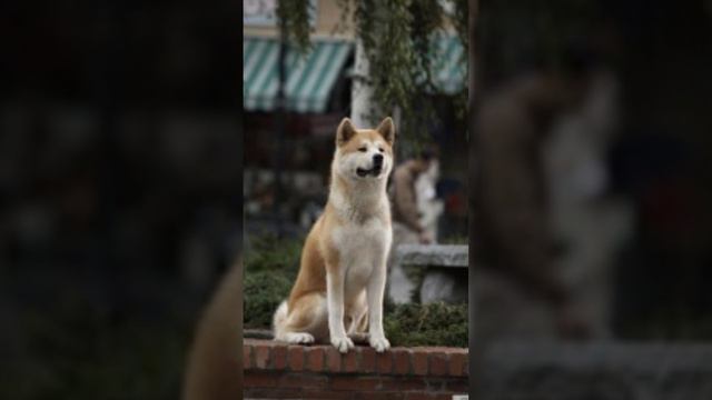 Произведение хатико.Исполняет Елизавета. Играю когда есть настроение... смотреть онлайн
