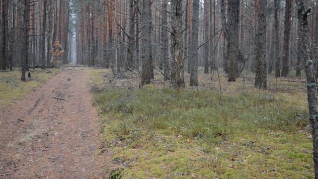 Белорусские гончаки и бигль гонят косулю. смотреть онлайн