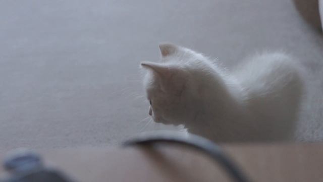 Белая кошка смотреть онлайн