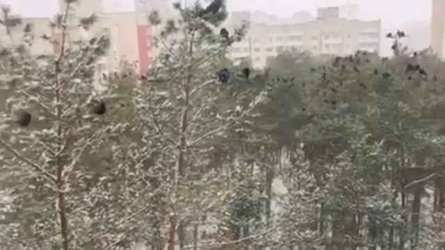 Где зимуют вороны? смотреть онлайн