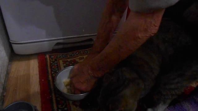 бабушка кормит котов смотреть онлайн