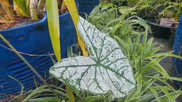 @timsothy6857 🇰🇭ប្រទាលឈ្មោះ កុកហ្វូងធំ Caladium moonlight смотреть онлайн