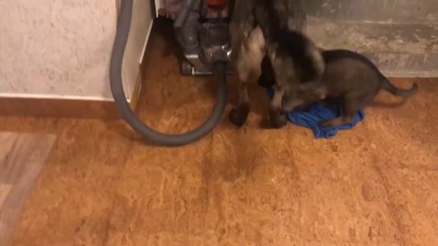 Яшки 49 дней смотреть онлайн