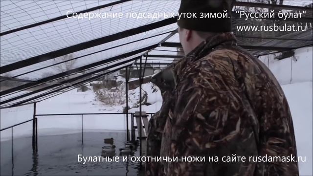 Содержание подсадных уток зимой. Нож "Боровик", клинок сталь 95Х18 смотреть онлайн