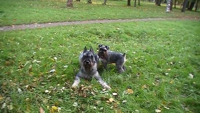 Riesenschnauzer p&s GLORIS HARLEY DEVIDSON and zvergschnauzer FIL VAN TIP TOP ALFA ROMEO смотреть онлайн
