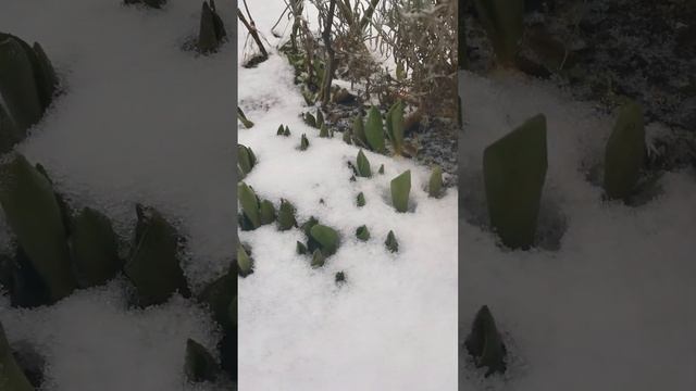 Дача как хобби. Карл на страже. смотреть онлайн