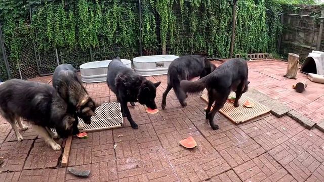 Dogs LOVE Watermelon!! - Pack Feeding смотреть онлайн