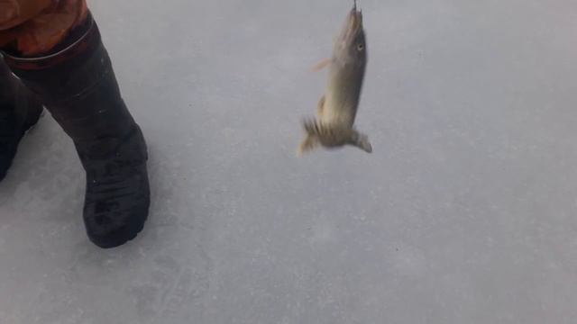 ПРиО Лагуна - Основной водоем с щукой смотреть онлайн