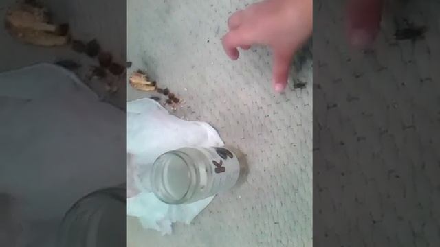 Кузнечики часть 2 кузнечиковый Апокалипсис смотреть онлайн