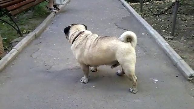 Хрюкающий мопс смотреть онлайн