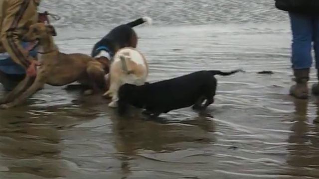 Basset club 14 Jan 06 смотреть онлайн