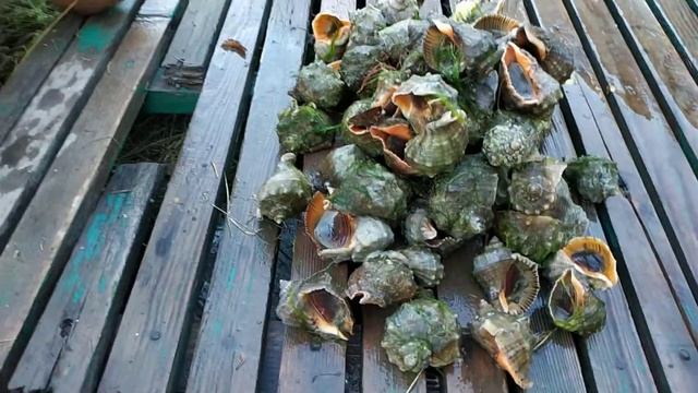 КАК ПОЧИСТИТЬ РАПАНЫ. смотреть онлайн