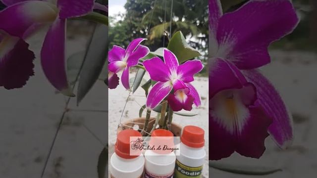 Cattleya violacea 'flamea' смотреть онлайн