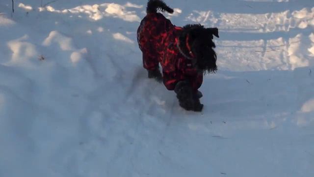 Керрик в сказочном (зимнем) лесу / Kerry blue in the fairytale (winter) forest смотреть онлайн