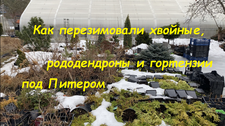 Как перезимовали хвойные, рододендроны и гортензии под Питером смотреть онлайн