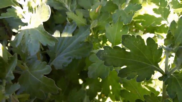 1 млн. Хризантем за 1 год. Выгонка на 2 месяца раньше. 24 сентября 2018 г. смотреть онлайн