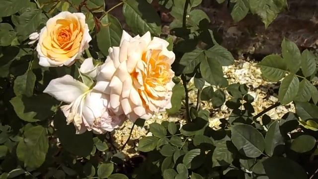 Rose Grace Auskeppy David Austin rose смотреть онлайн