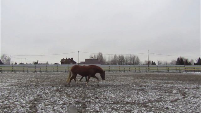 VLOG: сегодня слегка неадекват. Работа над галопом на виртуальной корде 18.11.18 смотреть онлайн