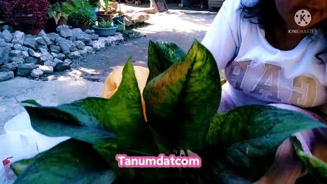 REPOT | PROPAGATE NG AGLAONEMA RED LIPSTICK, PINK COCHIN, HENG-HENG