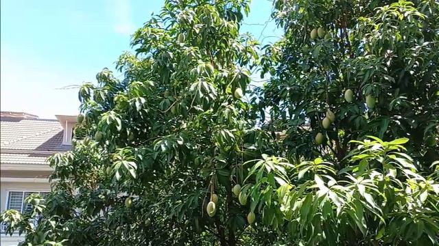 Relaxing video mango tree with nice sound that make you good feeling #Relaxing44 смотреть онлайн