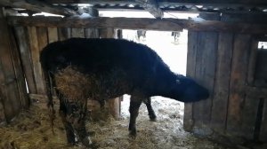 Сколько нужно корма бычку от 0 до 12 месяцев???