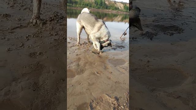 Американская Акита#Бэлла#на рыбалке# занимается своим любимым делом#🙂 смотреть онлайн