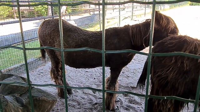 зоопарк Рига смотреть онлайн