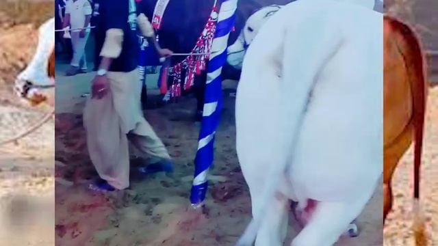 NEW COW MANDI VLOGGING BEAUTIFUL AMERICAN & AUSTRALIAN COW IN PAKISTAN KARACHI смотреть онлайн