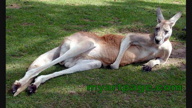 Rolf harris tie me kangaroo down смотреть онлайн