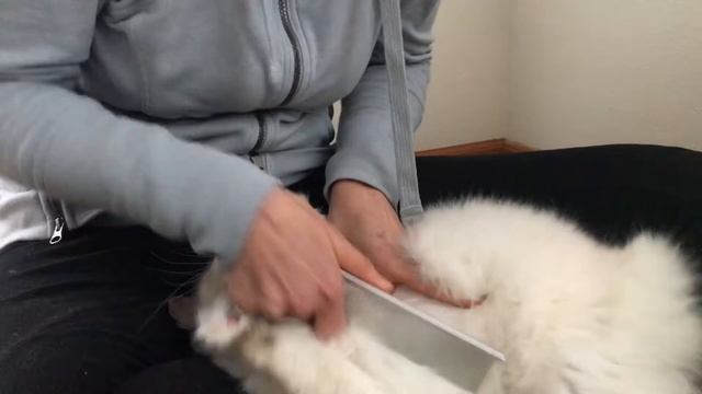 Ragdoll kitten - Прическа после помывки - 8 ми месячная пушистая кошечка рэгдолл причесывается смотреть онлайн