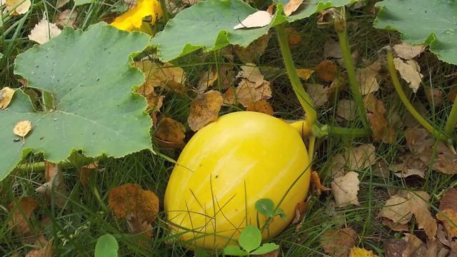 🍁Autumn Leaves 🍂Instrumental Version 🍁