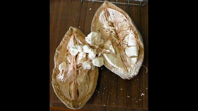 баобабы Африки