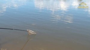 Рыбалка фидером на реке Белая, день первый [salapinru]