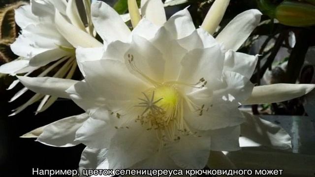 Кактус царица ночи: основные разновидности и варианты по уходу смотреть онлайн