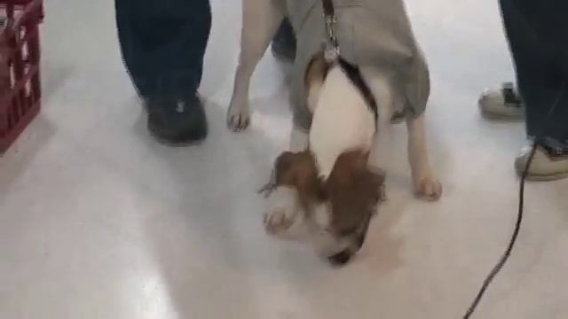 earl terrier bulldog 16 9 1 смотреть онлайн