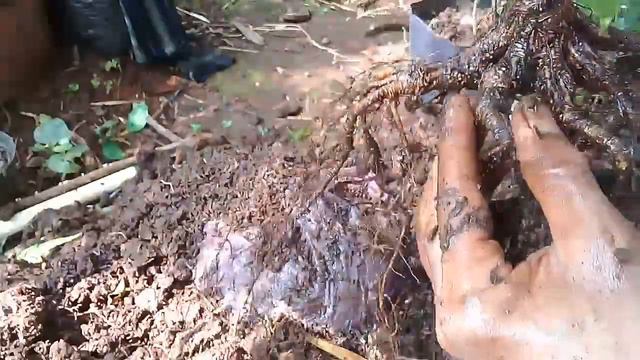 Program Akar Bonsai Kimeng Dan Pecah Batang Kimeng смотреть онлайн