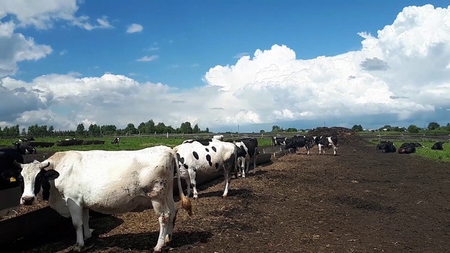 Распродажа черно пестрой породы КРС. Молочная порода скота. +79656176005 WhatsApp пишите. смотреть онлайн