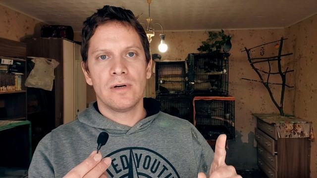 ГОЛУБИ. ЖИЗНЬ НА ВОЛЕ И В НЕВОЛЕ смотреть онлайн