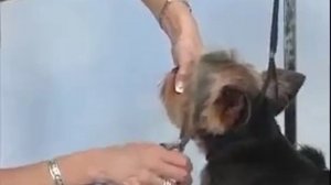 Стрижка головы йорка, оконтовка