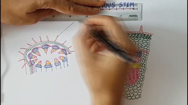How to draw T.S. OF DICOTYLEDONOUS STEM / ANATOMY OF DICOT STEM / w/-NOTES/ BIOLOGY / Step by step смотреть онлайн