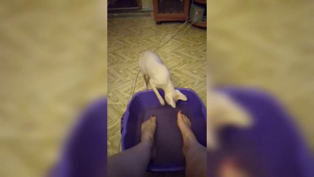 #Процедуры со Сфинксом смотреть онлайн