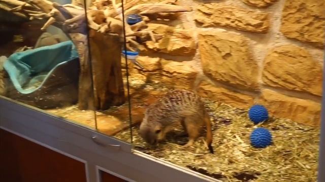 Сурикаты обзор ,сурикаты дома смотреть онлайн