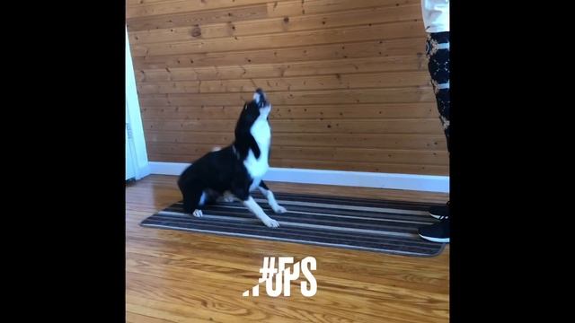 Sketch AKC Novice Trick Title Video смотреть онлайн