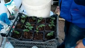 Профилактика от корневых гнилей саженцев ежевики и малины