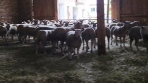 Овцы Шароле в России! Британская селекция мясо-шёрстная порода! Элитные породы овец! Овцеводство