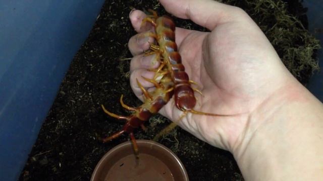 Scolopendra sp. "Gigantea robusta" смотреть онлайн