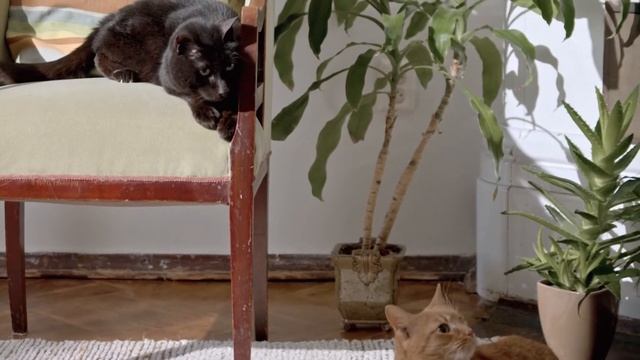 Кошки и пластиковые окна. Пластиковые окна враги кошек.