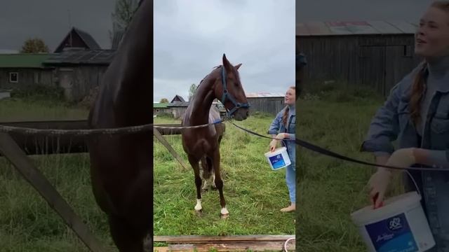 КОНЬ ИСПУГАЛСЯ КËРХЕРА | Будни фермера в деревне смотреть онлайн