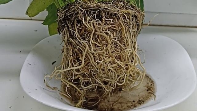 ЖЁСТКОЕ деление СПАТИФИЛЛУМА и восстановление ⚡ Как поделить спатифиллум, чтобы выжила каждая часть смотреть онлайн